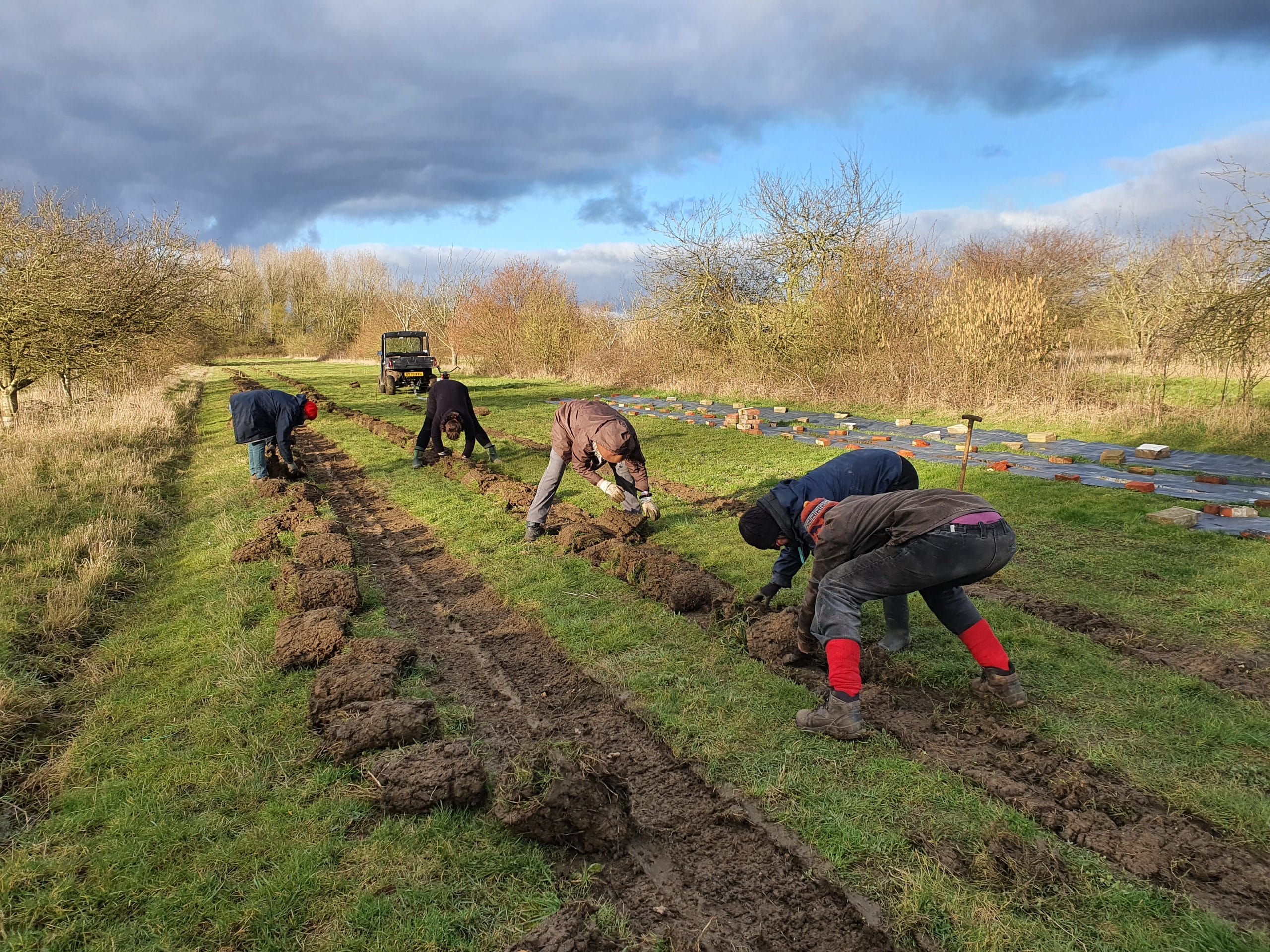 Wakelyns | Agroforestry