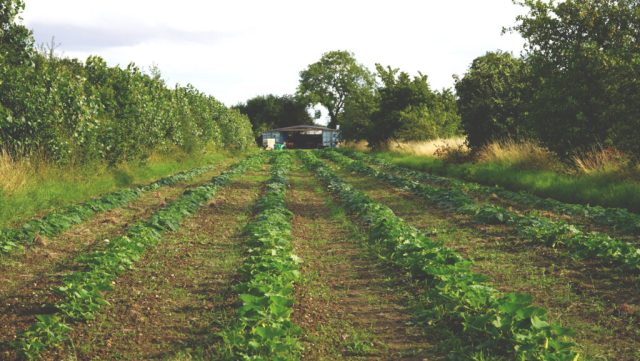 Wakelyns-2023_photo-M-Lindstrom-Kling_92